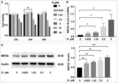 MEF2A Is the Trigger of Resveratrol Exerting Protection on Vascular Endothelial Cell